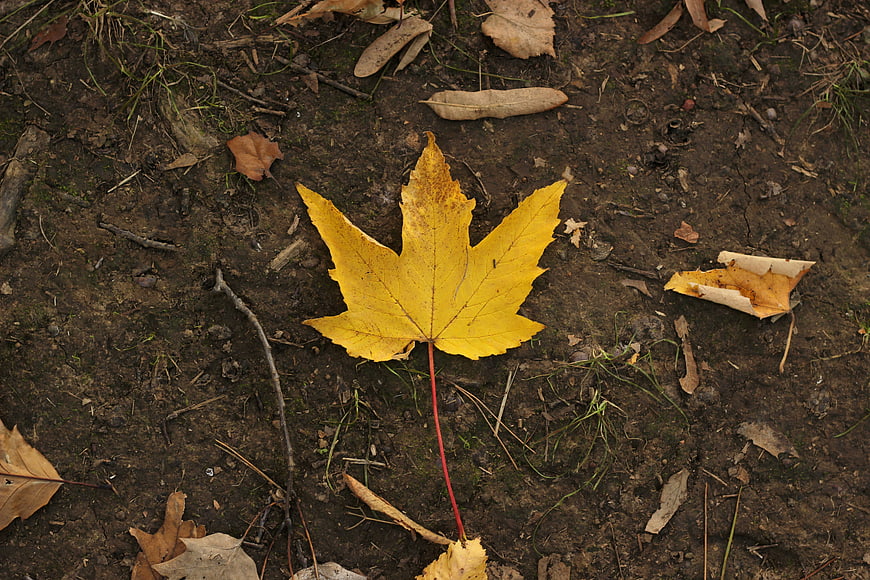 Yellow Maple Leaf on Dark Forest Floor