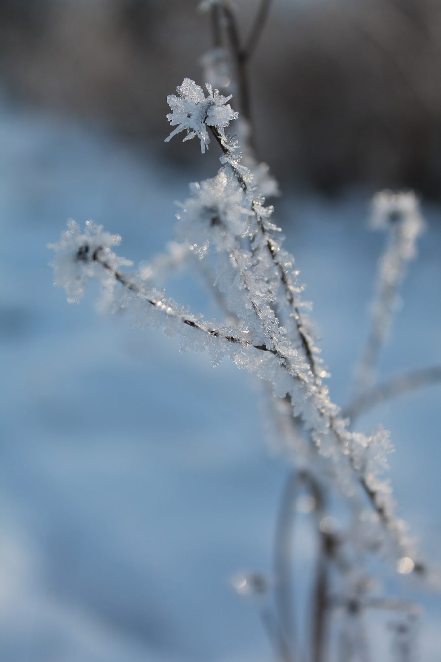 Close-up of frost-covered plant stem in winter