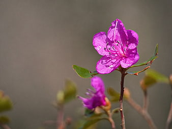 Close-up of vibrant pink azalea flower with blurred background