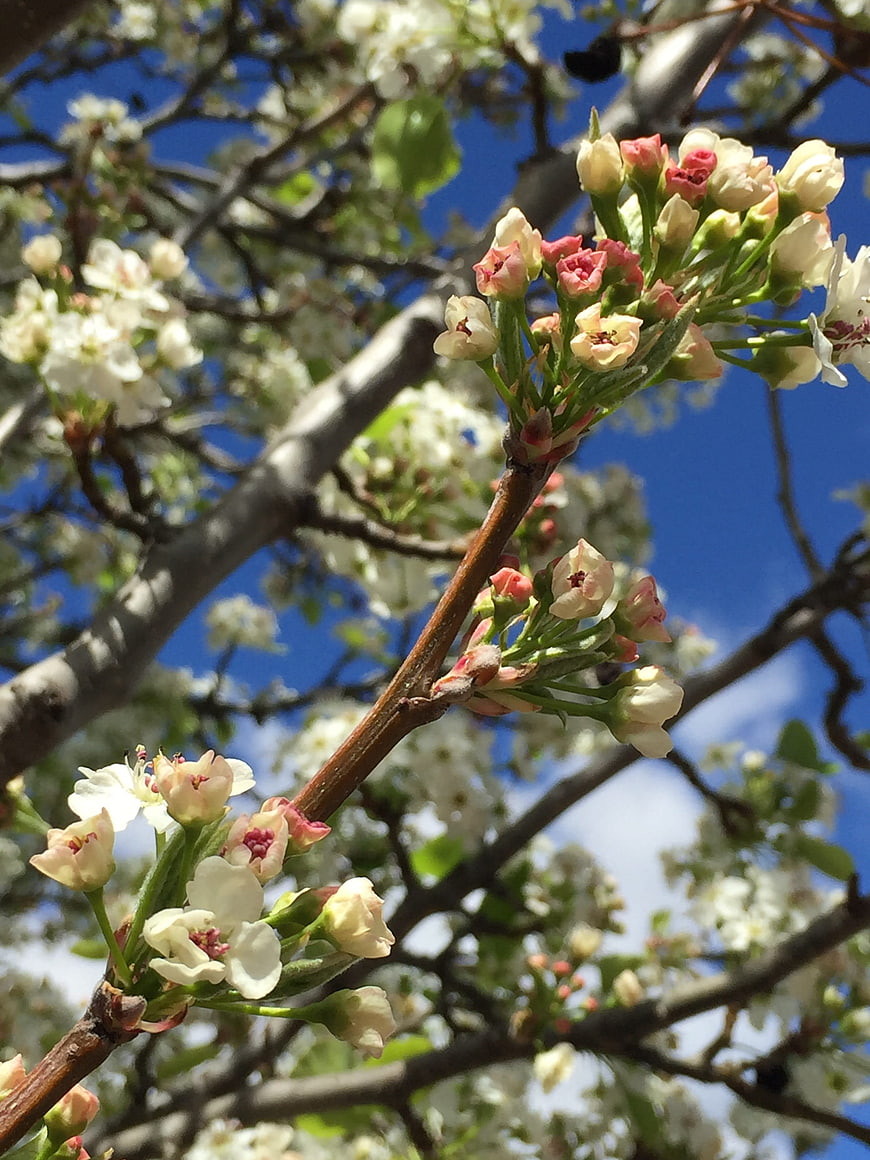 Close-up of white and pink spring blossoms on a tree branch against blue sky