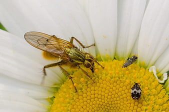 Macro Close-up of Hoverfly and Beetles on White Daisy