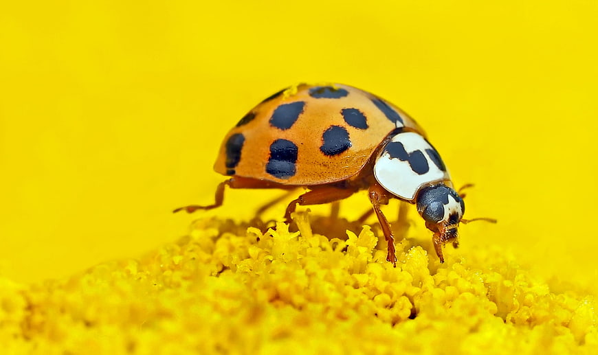 Macro Close-Up of Asian Lady Beetle on Yellow Flower