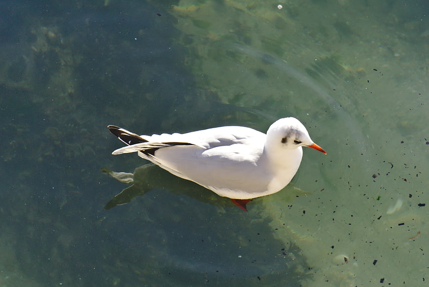 White seagull floating on clear green water