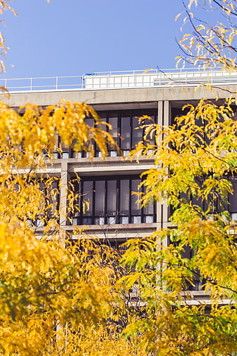 Yellow Autumn Leaves Framing Modern Concrete Office Building