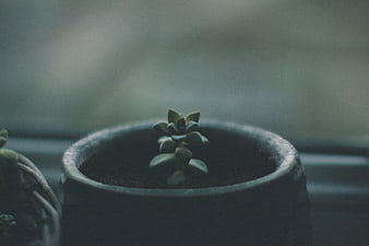 Small succulent plant in dark pot on windowsill