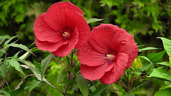 Vibrant Red Hibiscus Flowers in Green Garden