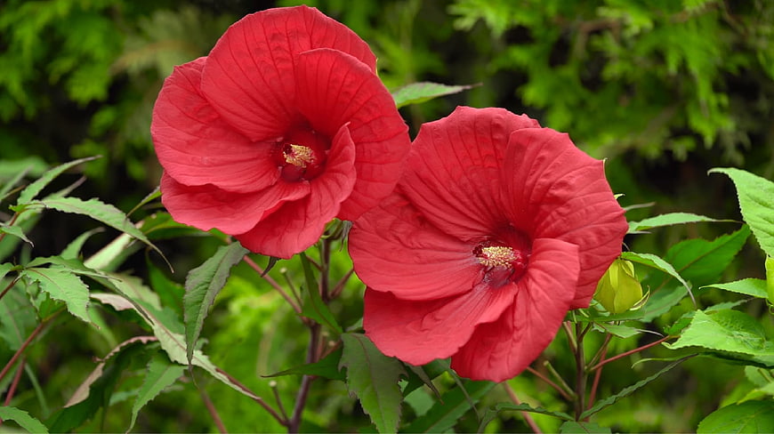 Vibrant Red Hibiscus Flowers in Green Garden