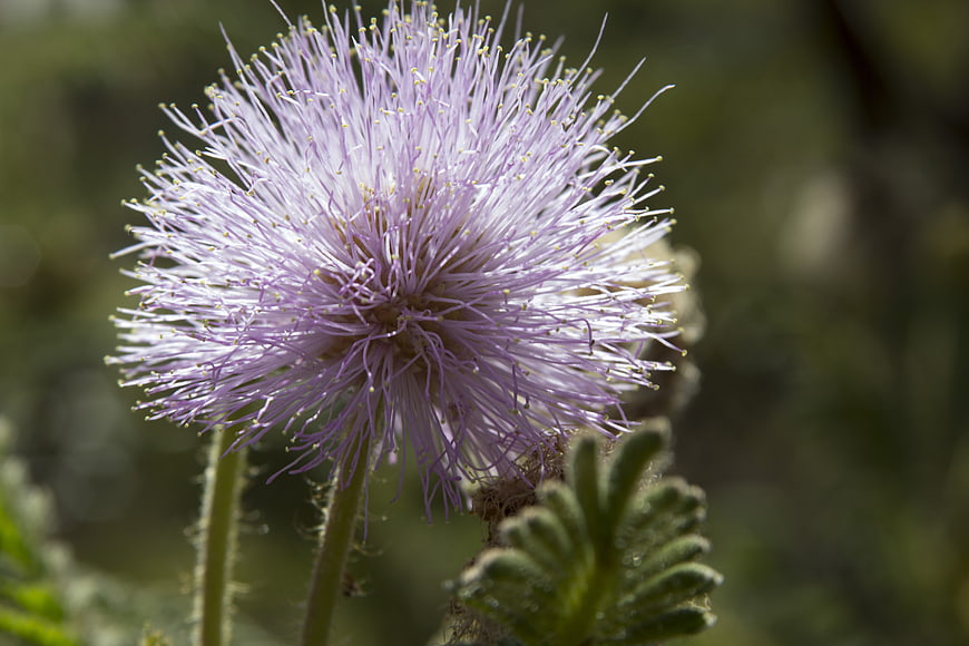 Close-up of delicate purple mimosa flower with feathery stamens