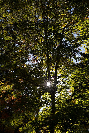 Sunburst Through Green Tree Canopy in Autumn Forest