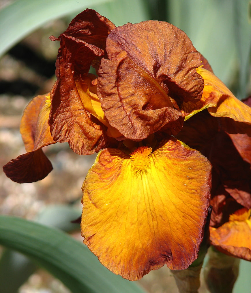 Close-up of a copper and yellow bearded iris flower