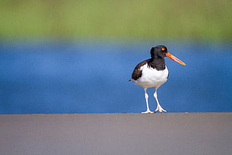American Oystercatcher Standing on Concrete Edge with Blue Water Background