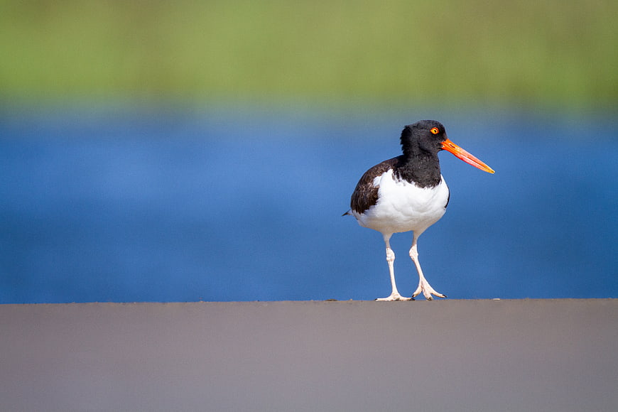 American Oystercatcher Standing on Concrete Edge with Blue Water Background