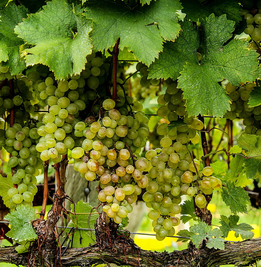 Ripe Green Grapes Hanging on Vine in Vineyard