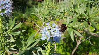 Bumblebee Pollinating Blue Pincushion Flower in Garden