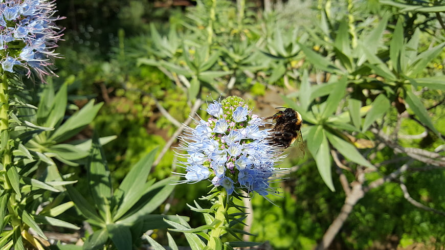 Bumblebee Pollinating Blue Pincushion Flower in Garden