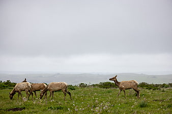 Elk grazing in a misty meadow with rolling hills