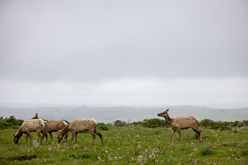 Elk grazing in a misty meadow with rolling hills