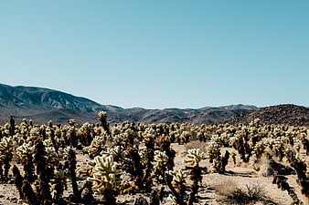 Joshua Tree Desert Landscape with Mountains and Blue Sky