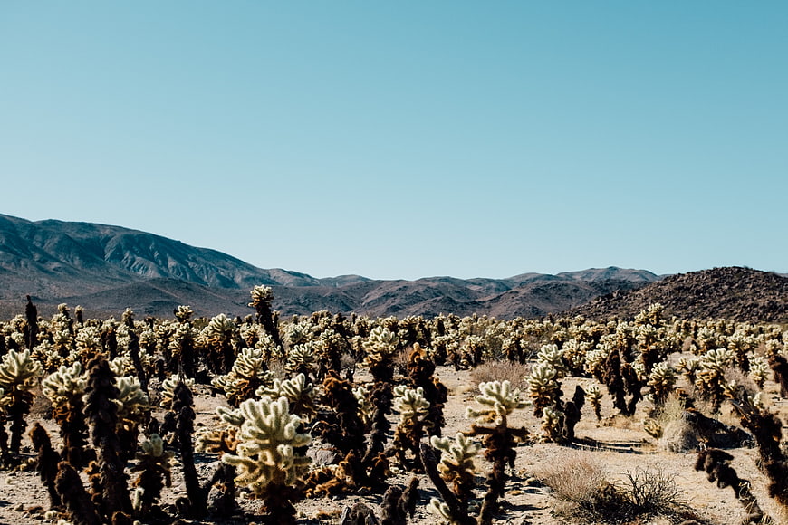 Joshua Tree Desert Landscape with Mountains and Blue Sky