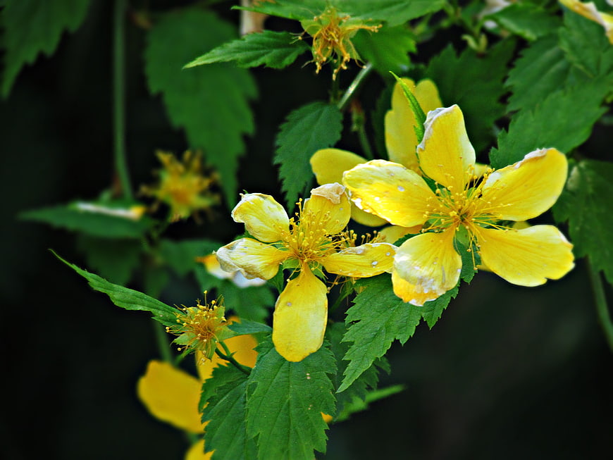 Close-up of vibrant yellow wildflowers with green leaves