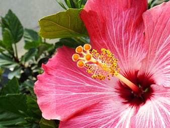 Close-up of vibrant pink hibiscus flower with yellow stamen