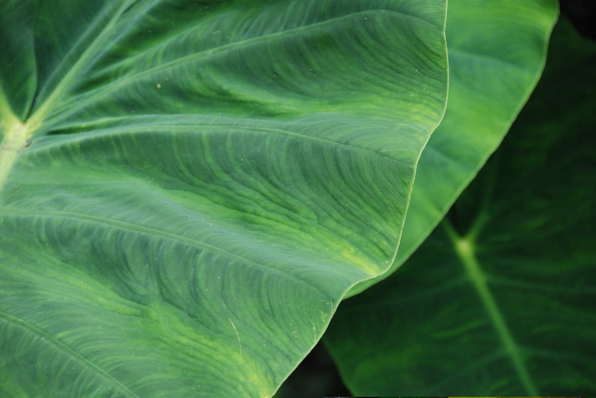 Close-up of vibrant green tropical leaf with intricate veins