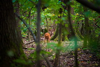 Fallow Deer Fawn Standing in Dense Green Forest Clearing