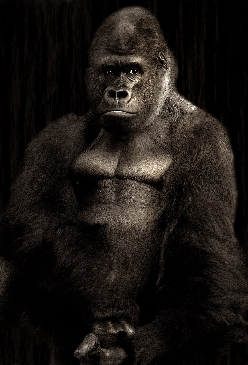 Dramatic Sepia Portrait of a Silverback Gorilla