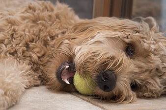 Fluffy Goldendoodle Dog Chewing Tennis Ball Indoors