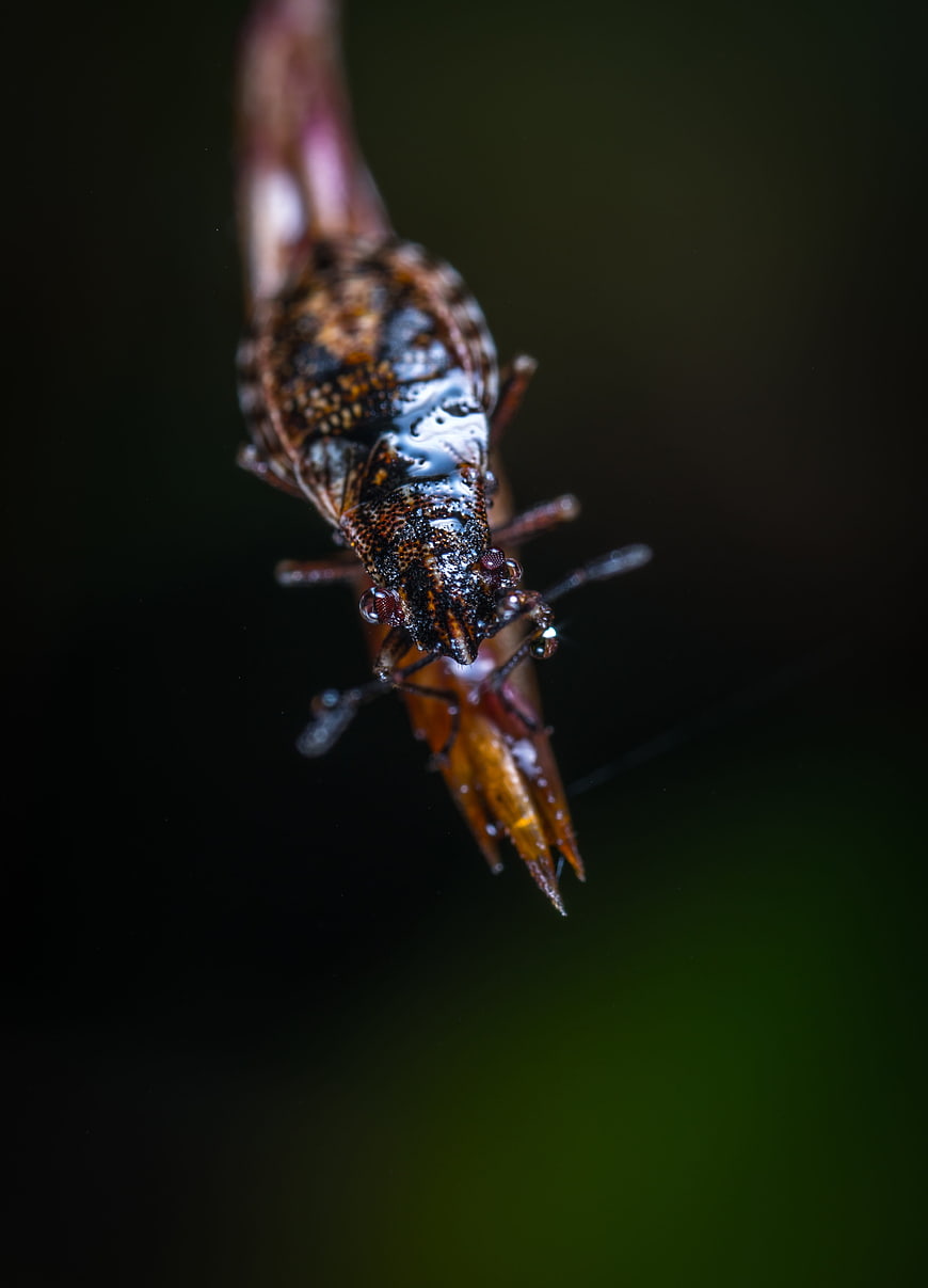 Macro photography of a wet insect on a plant stem