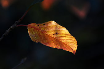 Close-up of a vibrant orange autumn leaf on a branch