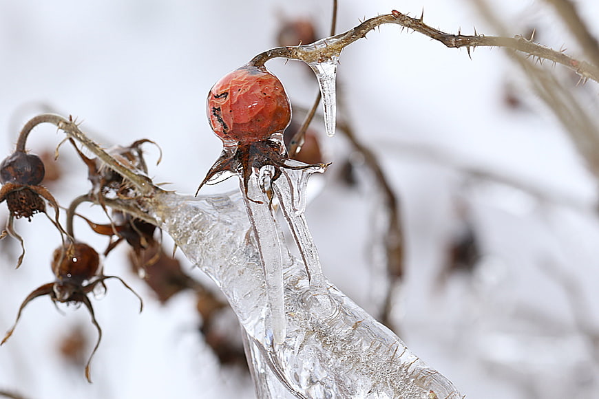 Frozen rosehip berry encased in ice on a thorny branch