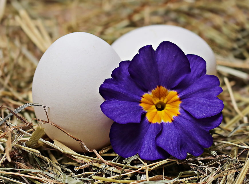 White Eggs and Purple Primrose on Hay