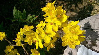 Vibrant yellow flowers in sunlight with blurred background