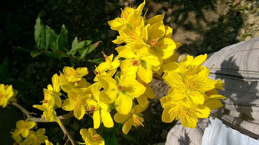 Vibrant yellow flowers in sunlight with blurred background