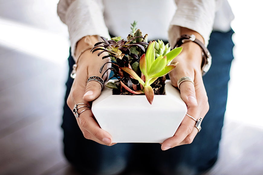 Hands Holding White Pot with Succulent Plants