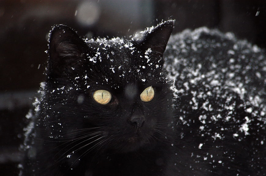 Close-up of a black cat with snow on its fur