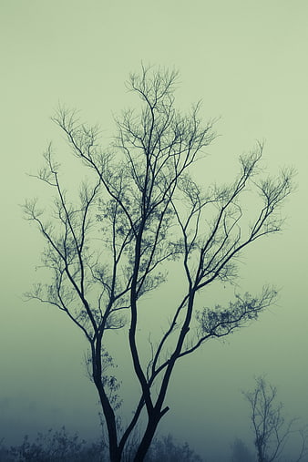 Silhouette of bare tree branches in foggy morning mist