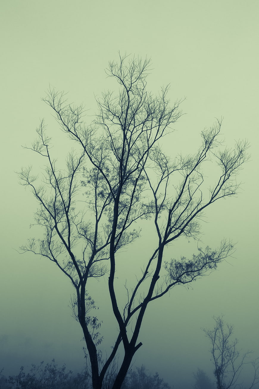 Silhouette of bare tree branches in foggy morning mist