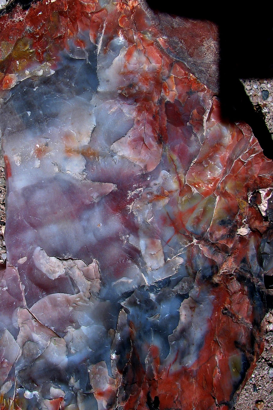Close-up of colorful petrified wood texture with red and blue patterns