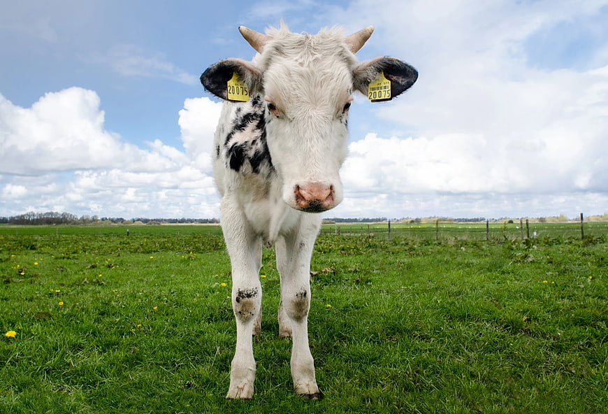Curious white and black calf in green pasture