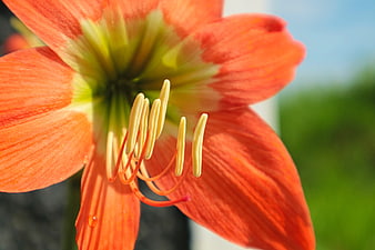 Close-up of vibrant orange amaryllis flower with stamens