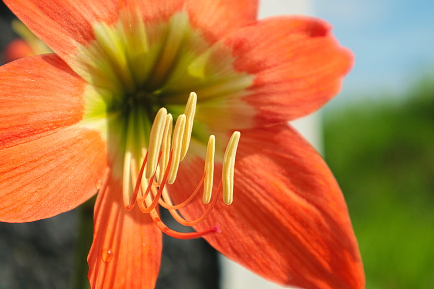 Close-up of vibrant orange amaryllis flower with stamens