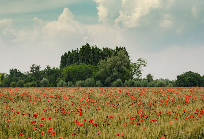 Vibrant red poppy field with green trees and cloudy sky