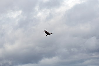 Silhouette of Bird Flying Against Dramatic Cloudy Sky