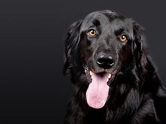 Portrait of a happy black Labrador Retriever dog