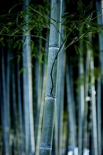 Close-up of tall green bamboo stalk in forest