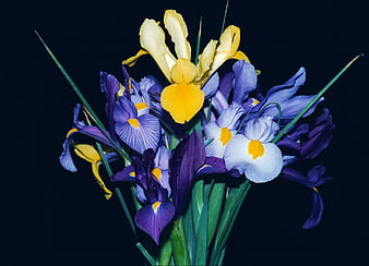Vibrant bouquet of purple and yellow irises on dark background