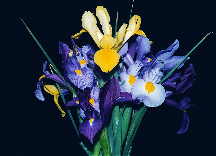 Vibrant bouquet of purple and yellow irises on dark background