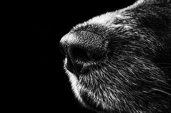 Close-up of a dog's nose in black and white